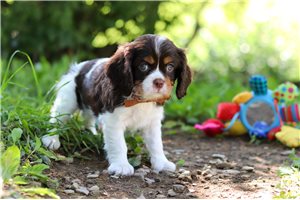 Bobby - puppy for sale
