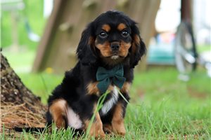 Hamilton - Cavalier King Charles Spaniel for sale