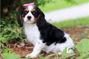 Hera - puppy for sale