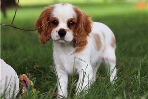 Harley - Cavalier King Charles Spaniel for sale