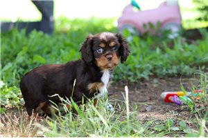 Bodhi - puppy for sale