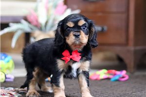 Hugo - puppy for sale