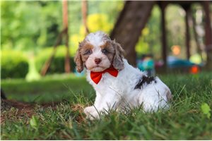 Norman - puppy for sale