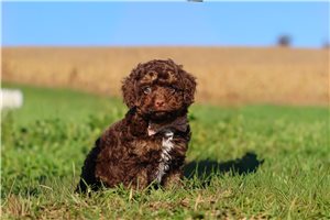 Vienna - Cavapoo for sale
