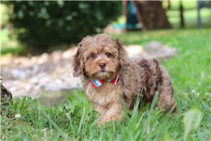 Nico - Cavapoo for sale