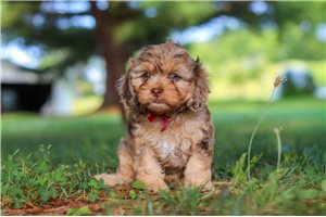 Nico - puppy for sale