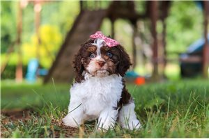 Noelle - Cavapoo for sale