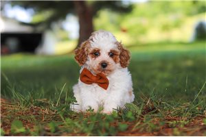 Kingsley - Poodle, Miniature for sale