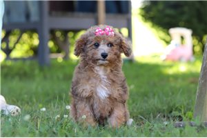 Sienna - Poodle, Miniature for sale