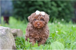 Poppy - Poodle, Miniature for sale