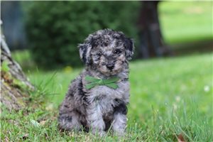 Sammy - Poodle, Miniature for sale