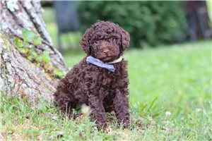 Petey - puppy for sale