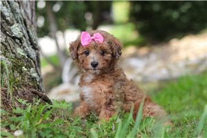 Sienna - puppy for sale