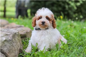 Kingsley - Poodle, Miniature for sale