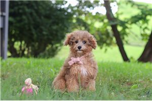Sienna - Miniature Poodle for sale