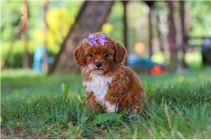 Kara - puppy for sale