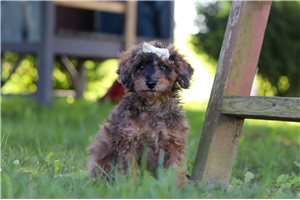 Sloane - Poodle, Miniature for sale
