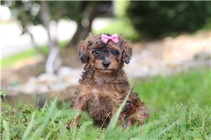 Sloane - Poodle, Miniature for sale