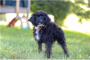 Liam - Yorkiepoo - Yorkie Poo for sale