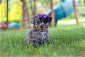 Lucia - puppy for sale