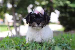 Layla - Yorkiepoo - Yorkie Poo for sale