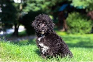 Leon - Yorkiepoo - Yorkie Poo for sale