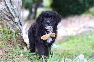 Liam - Yorkiepoo - Yorkie Poo for sale