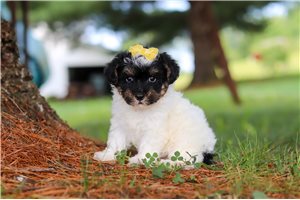 Layla - puppy for sale