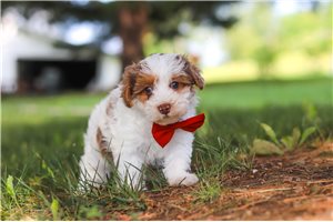 Lawson - puppy for sale
