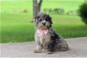 Lucia - Yorkiepoo for sale