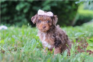 Rumi - Yorkiepoo - Yorkie Poo for sale