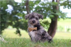 Roark - Yorkiepoo - Yorkie Poo for sale