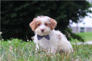 Lawson - Yorkiepoo - Yorkie Poo for sale