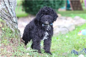 Leon - Yorkiepoo - Yorkie Poo for sale