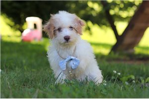 Lucas - Yorkiepoo - Yorkie Poo for sale
