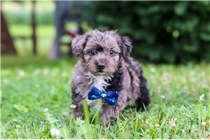 Roark - Yorkiepoo - Yorkie Poo for sale