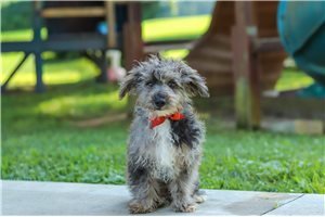 Roark - Yorkiepoo - Yorkie Poo for sale