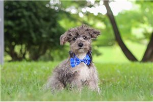 Roark - Yorkiepoo for sale