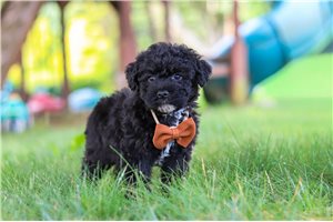 Leon - Yorkiepoo - Yorkie Poo for sale