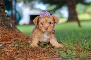 Leslie - puppy for sale