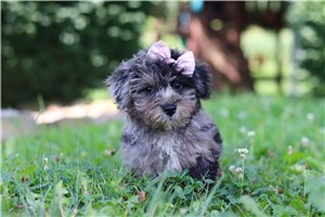 Lucia - Yorkiepoo - Yorkie Poo for sale