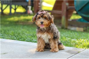Ronna - Yorkiepoo - Yorkie Poo for sale