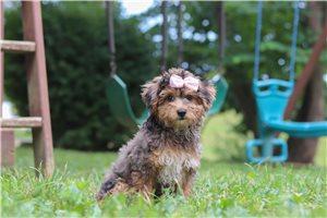 Ronna - Yorkiepoo - Yorkie Poo for sale