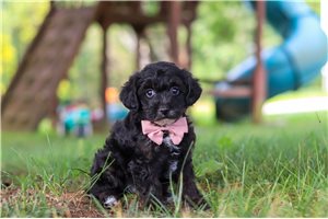 Liam - puppy for sale
