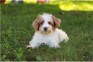 Lawson - Yorkiepoo - Yorkie Poo for sale