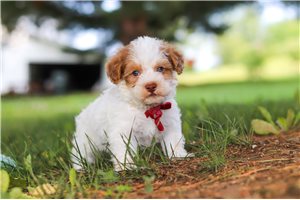 Lucas - Yorkiepoo - Yorkie Poo for sale
