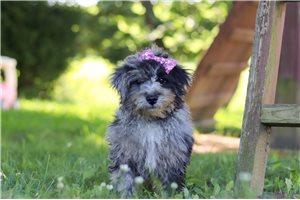 Lucia - Yorkiepoo - Yorkie Poo for sale
