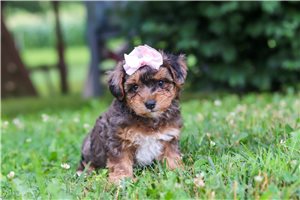 Ronna - Yorkiepoo - Yorkie Poo for sale