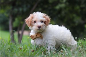 Lucas - Yorkiepoo - Yorkie Poo for sale