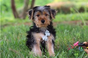 Joey - Yorkshire Terrier - Yorkie for sale